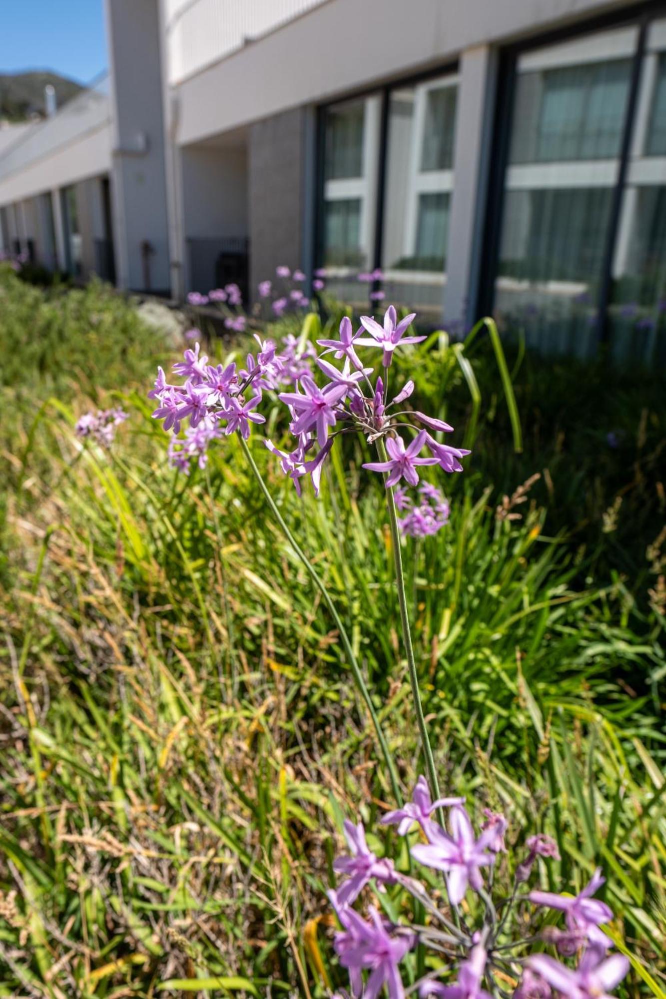 Monchique Resort & Spa Bagian luar foto Scilla amethystina